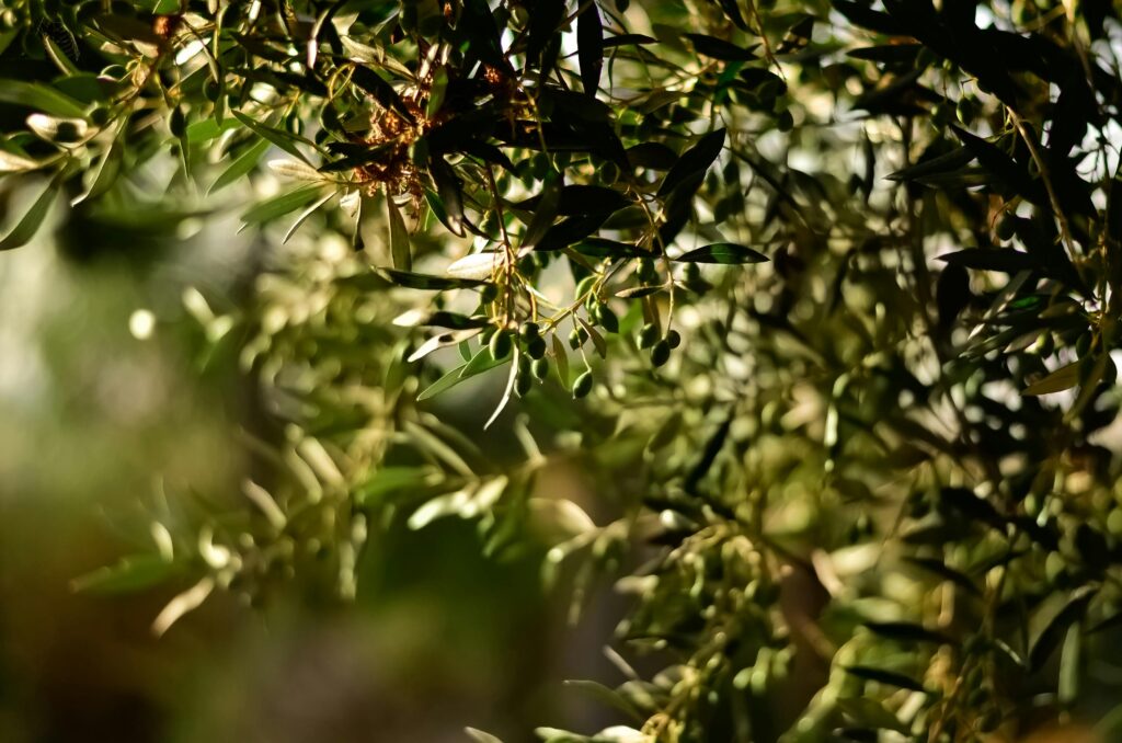 Olives 1 1024x678