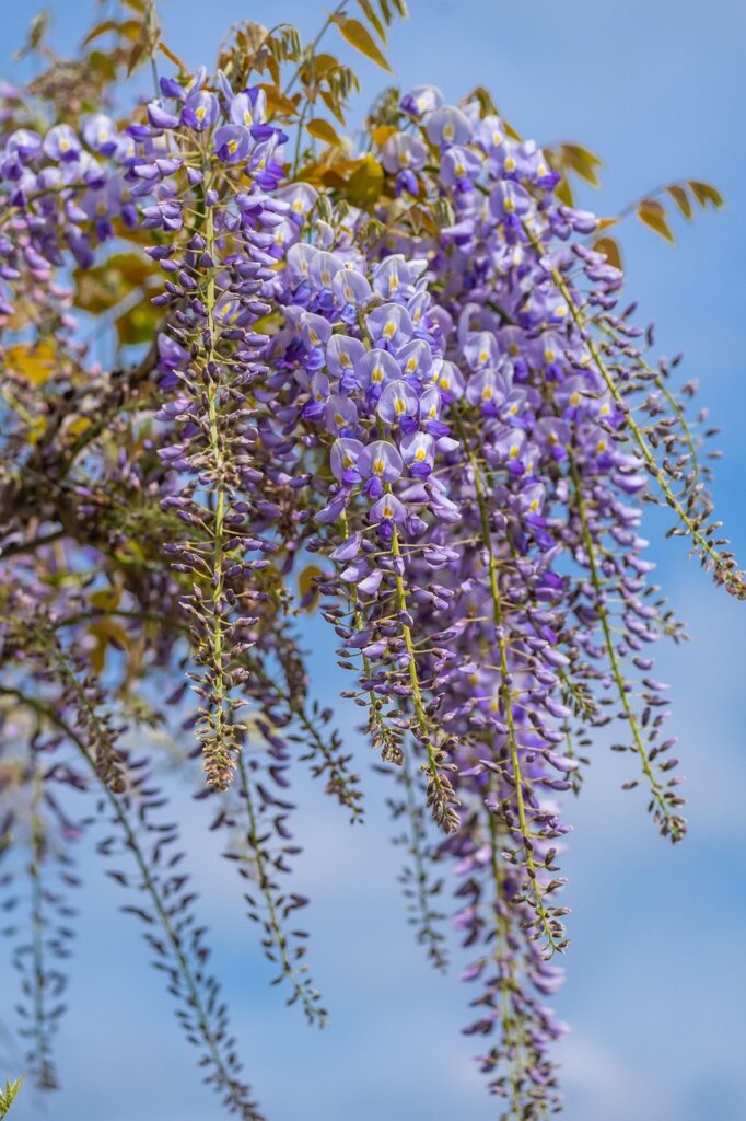 wisteria, flower wallpaper, flower, flower background, plants, beautiful flowers, beautiful wallpaper, purple flowers, floral background, blossom, bloom, blooms, climber plant, flora, nature, background, purple