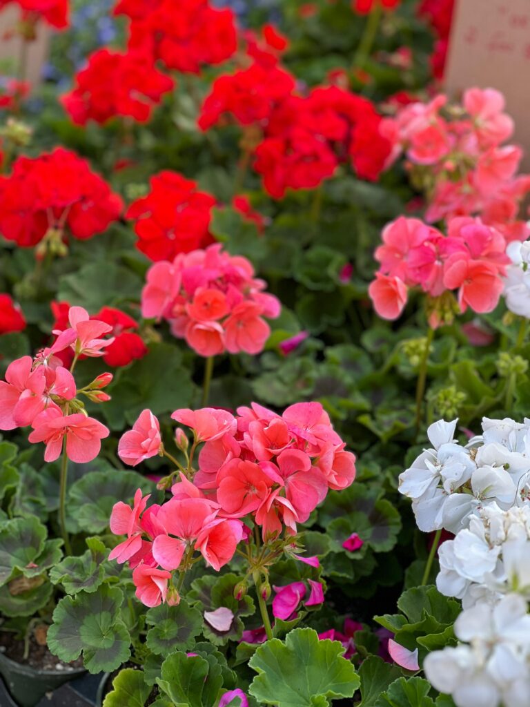 Bright colorful geranium flowers in a garden, showcasing blooming beauty and natural growth.