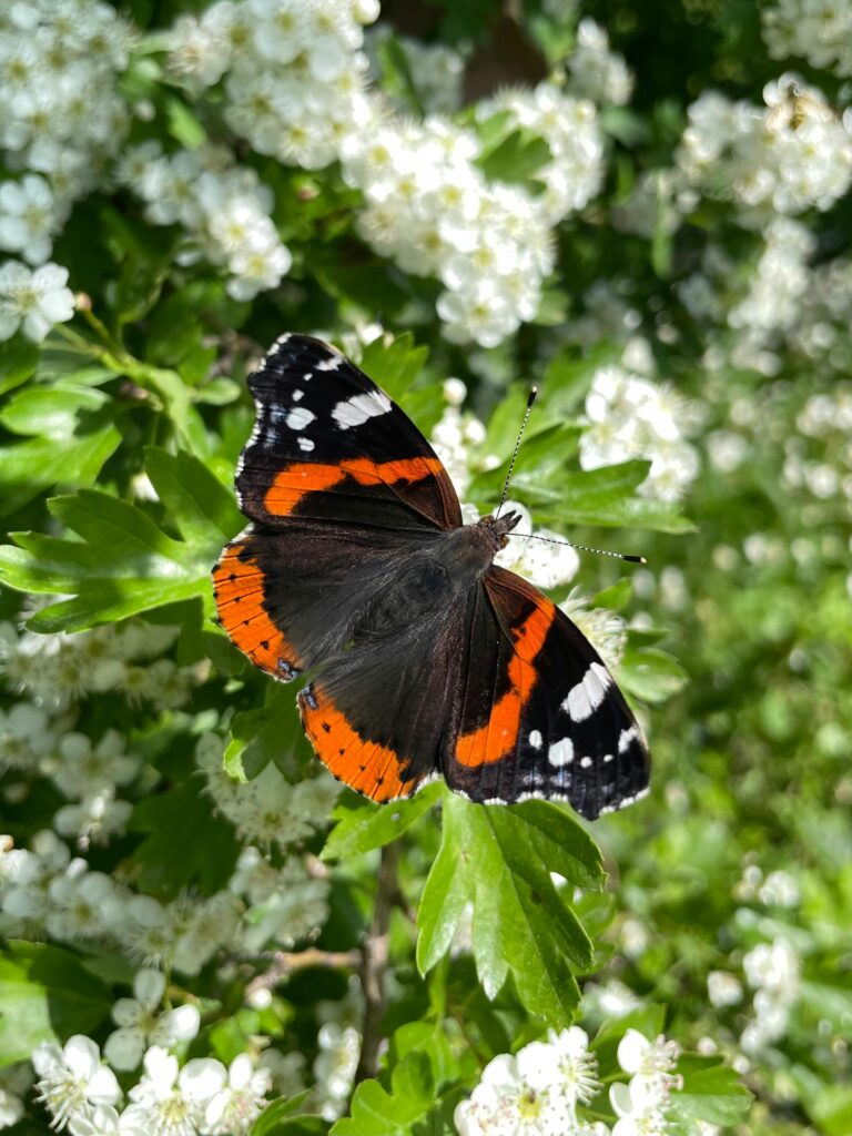 Vibrant Red Admiral butterfly captured on white blossoms in sunlight.