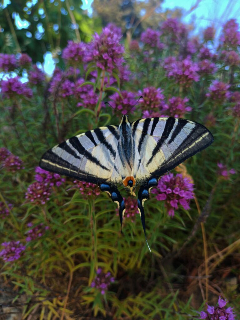 Scarce Swallowtail butterfly resting on vibrant purple blooms outdoors.