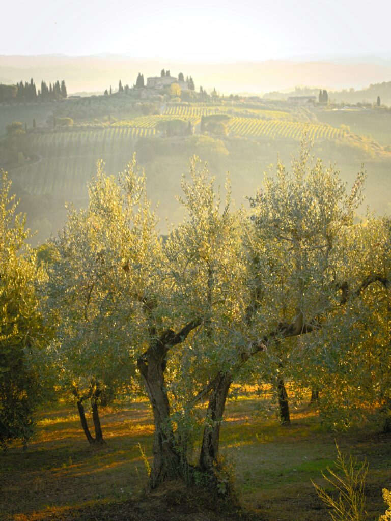 Scenic view of a sunlit olive grove in San Gimignano, Tuscany, Italy with rolling hills in the background.