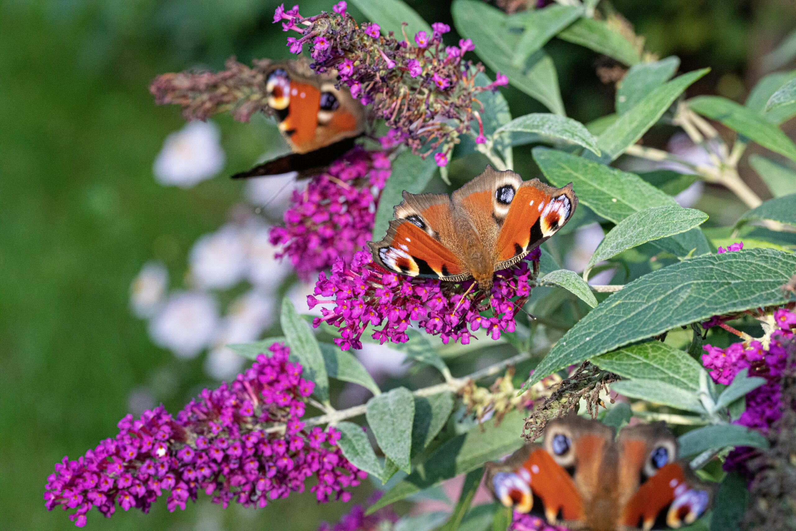 Butterflies & Blooms in Guzzano Peacock butterflies perched on vibrant purple Buddleia flowers outdoors, showcasing nature's beauty.