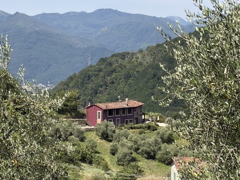 Tuscan farmhouse nestled among olive groves and hills, viewed through olive tree branches