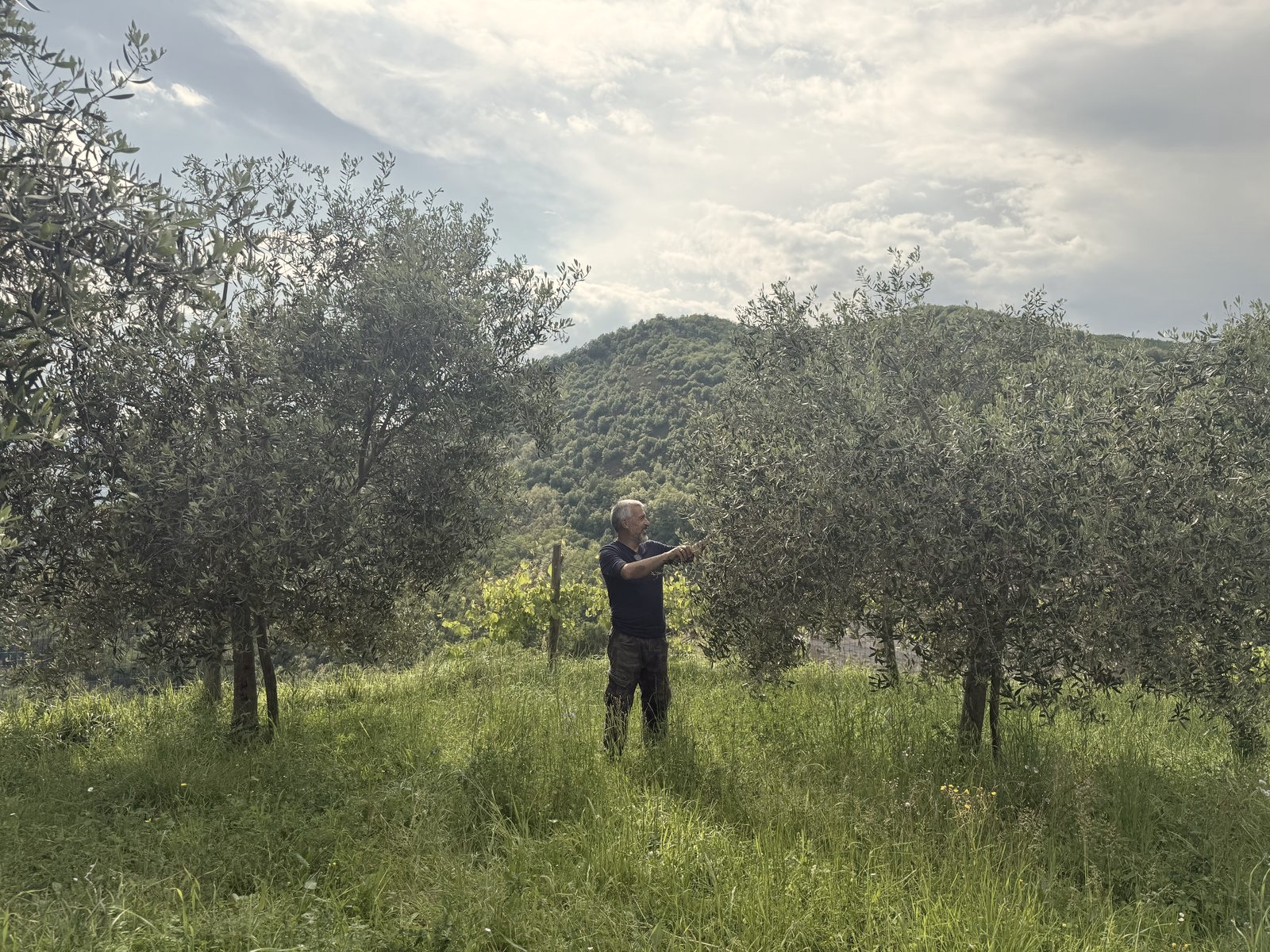 Gallery Antonio tending the olive grove